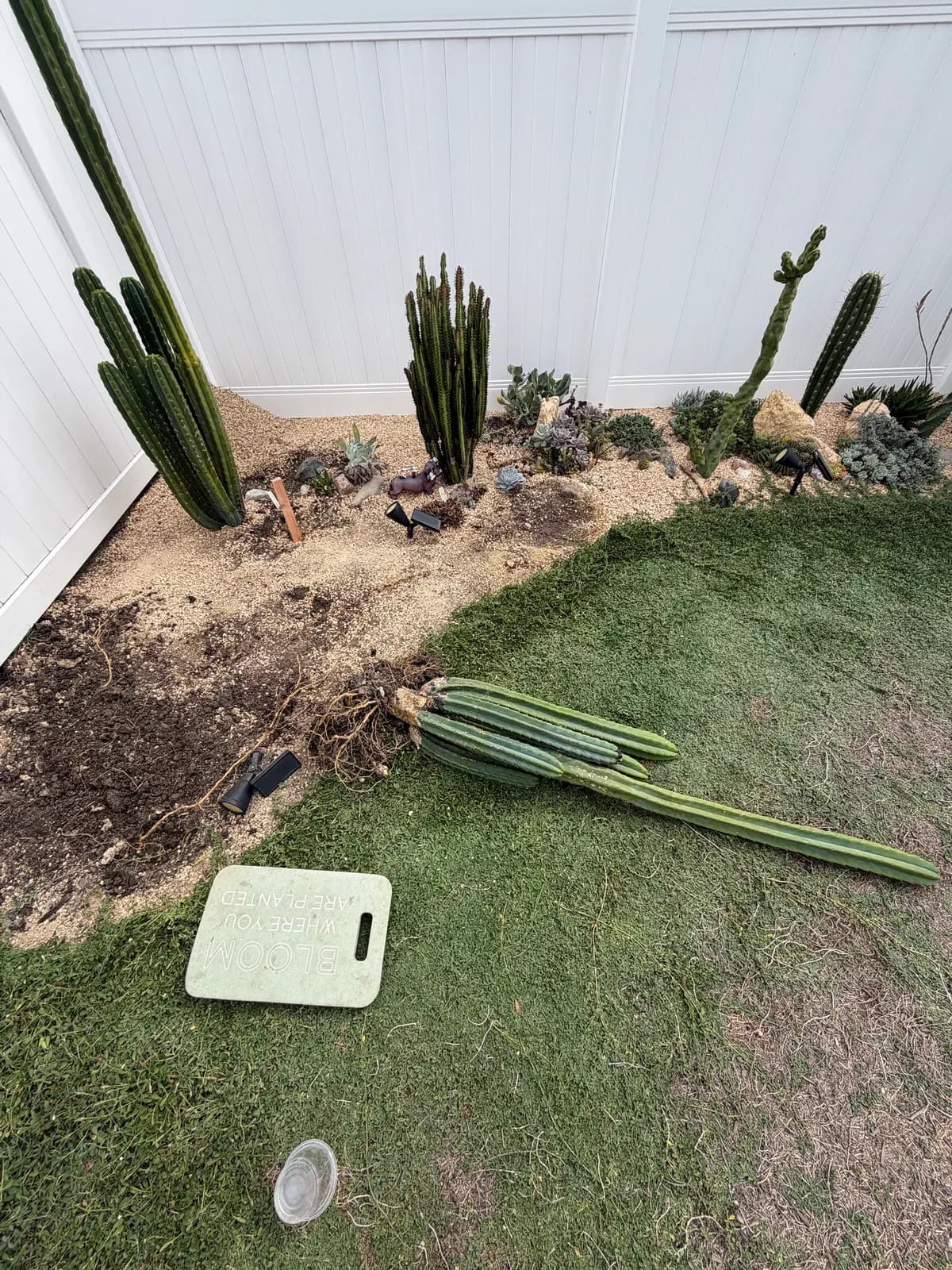 A tall columnar cactus dug out of the bed beside the footprint, roots exposed, lying on the lawn