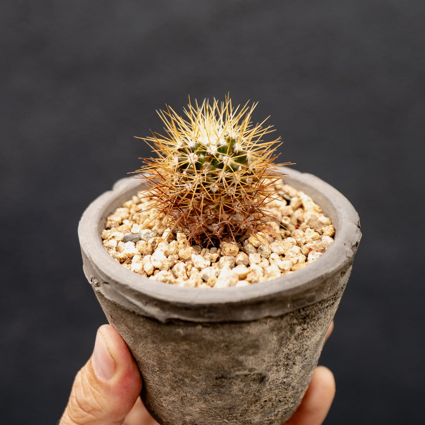Caribbean Mammillaria