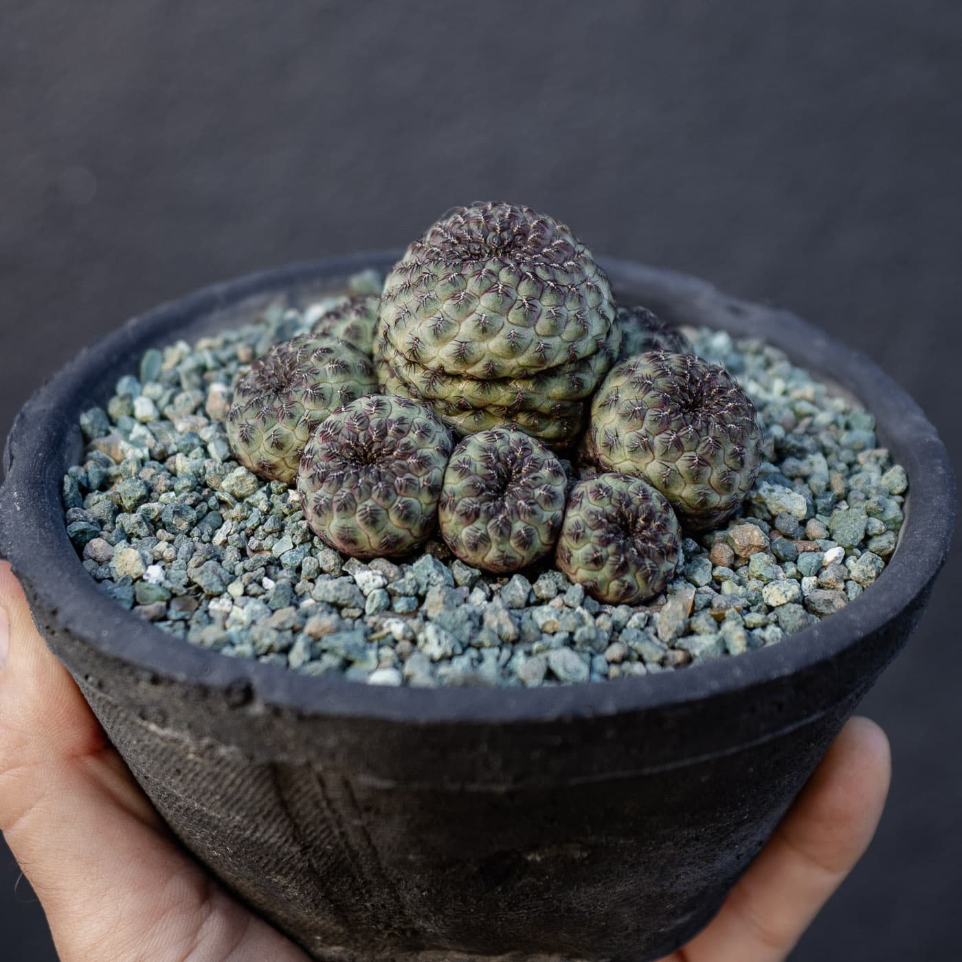 Green Button Cactus