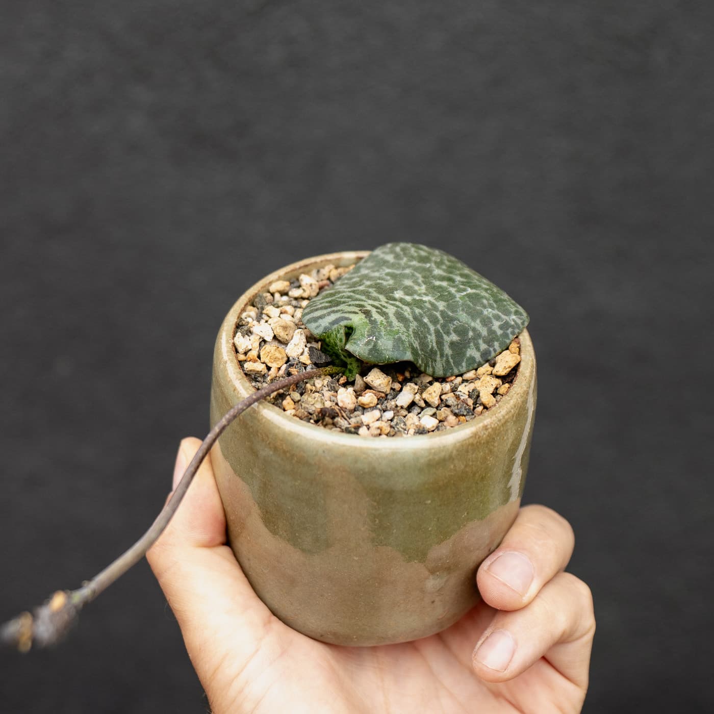 Dolomite African hyacinth