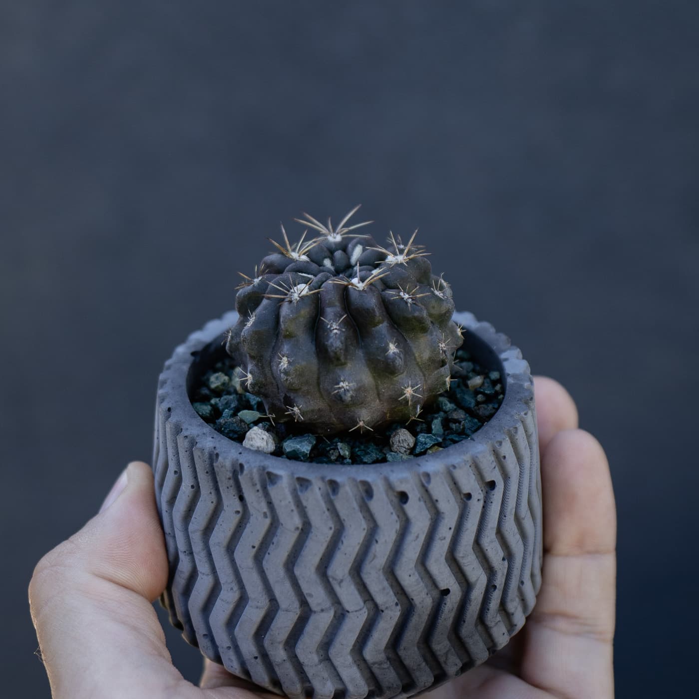 Black Cactus