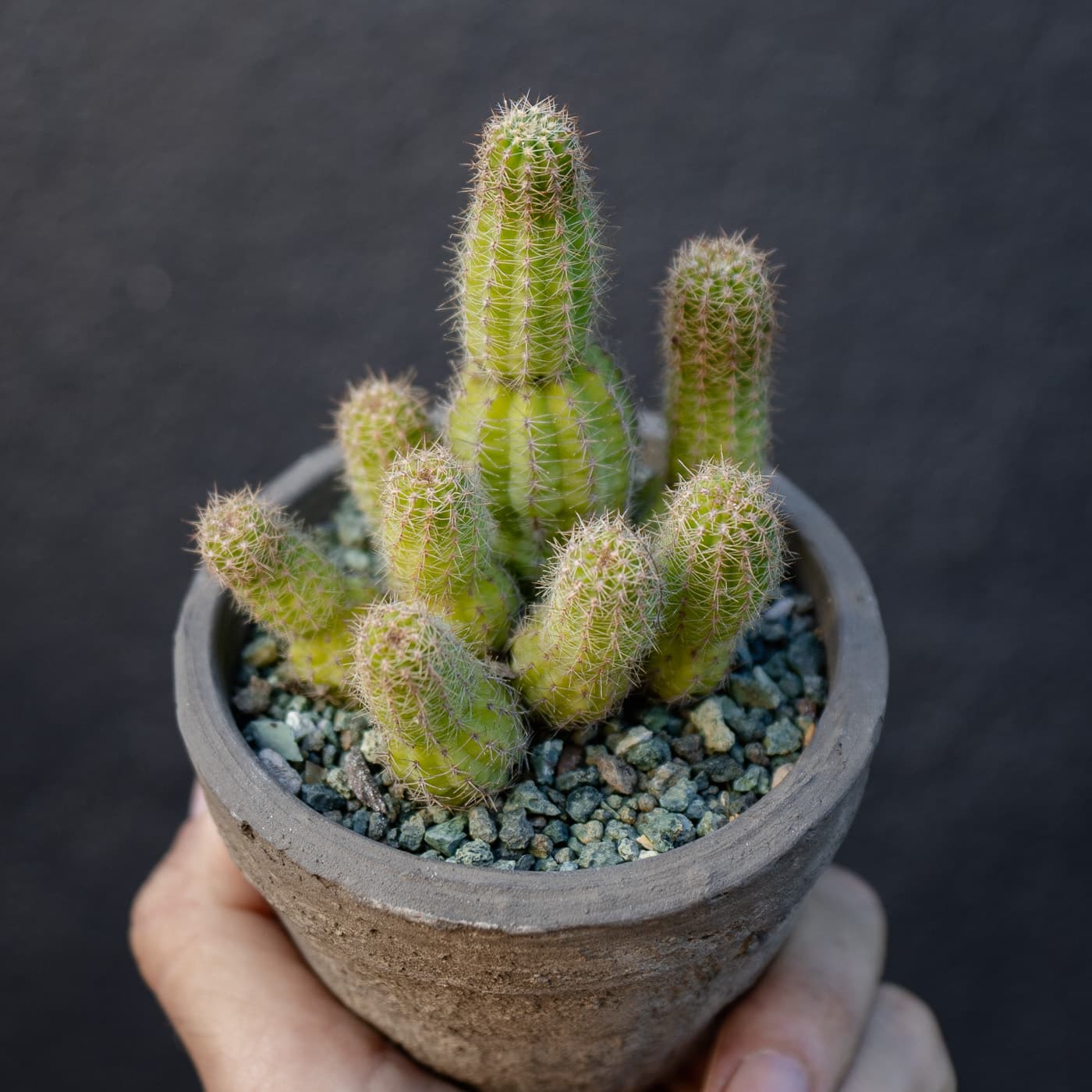 Peanut Cactus