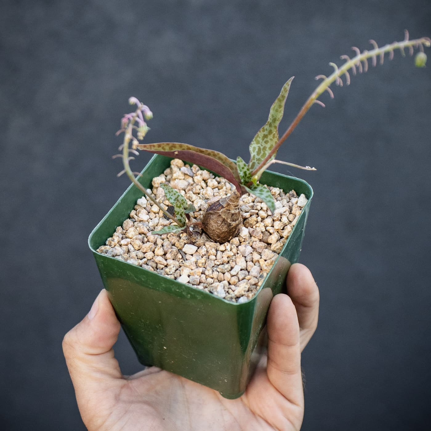 Selected image