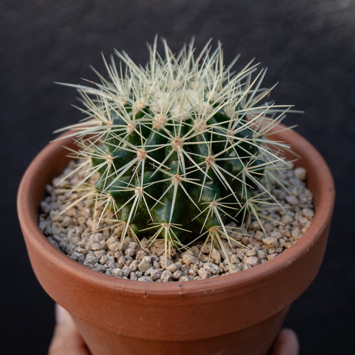 Golden Barrel Cactus