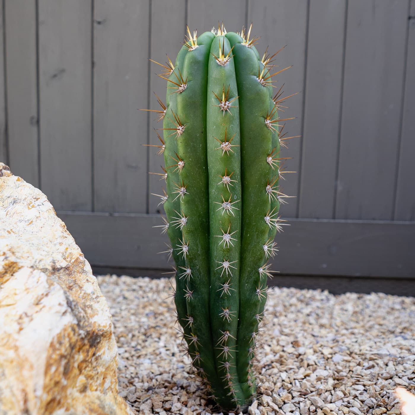 peruvianus x terscheckii