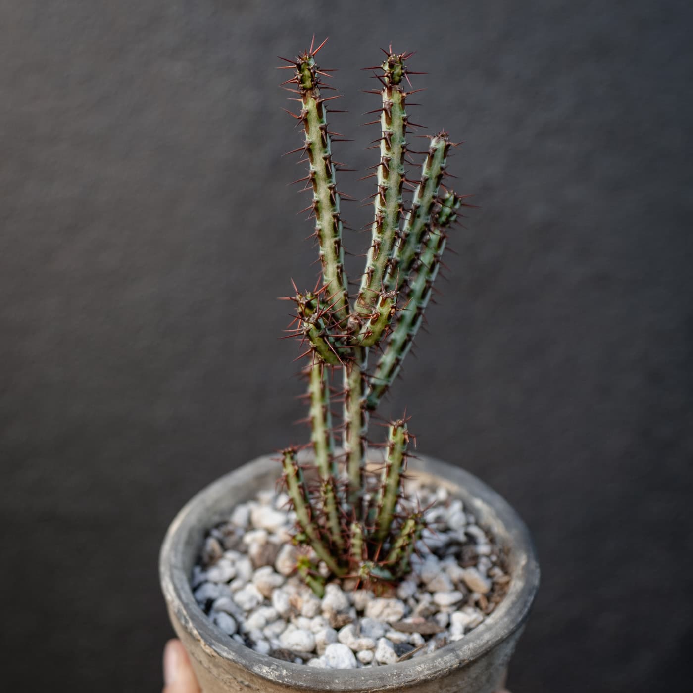 Spurge, Miniature Saguaro
