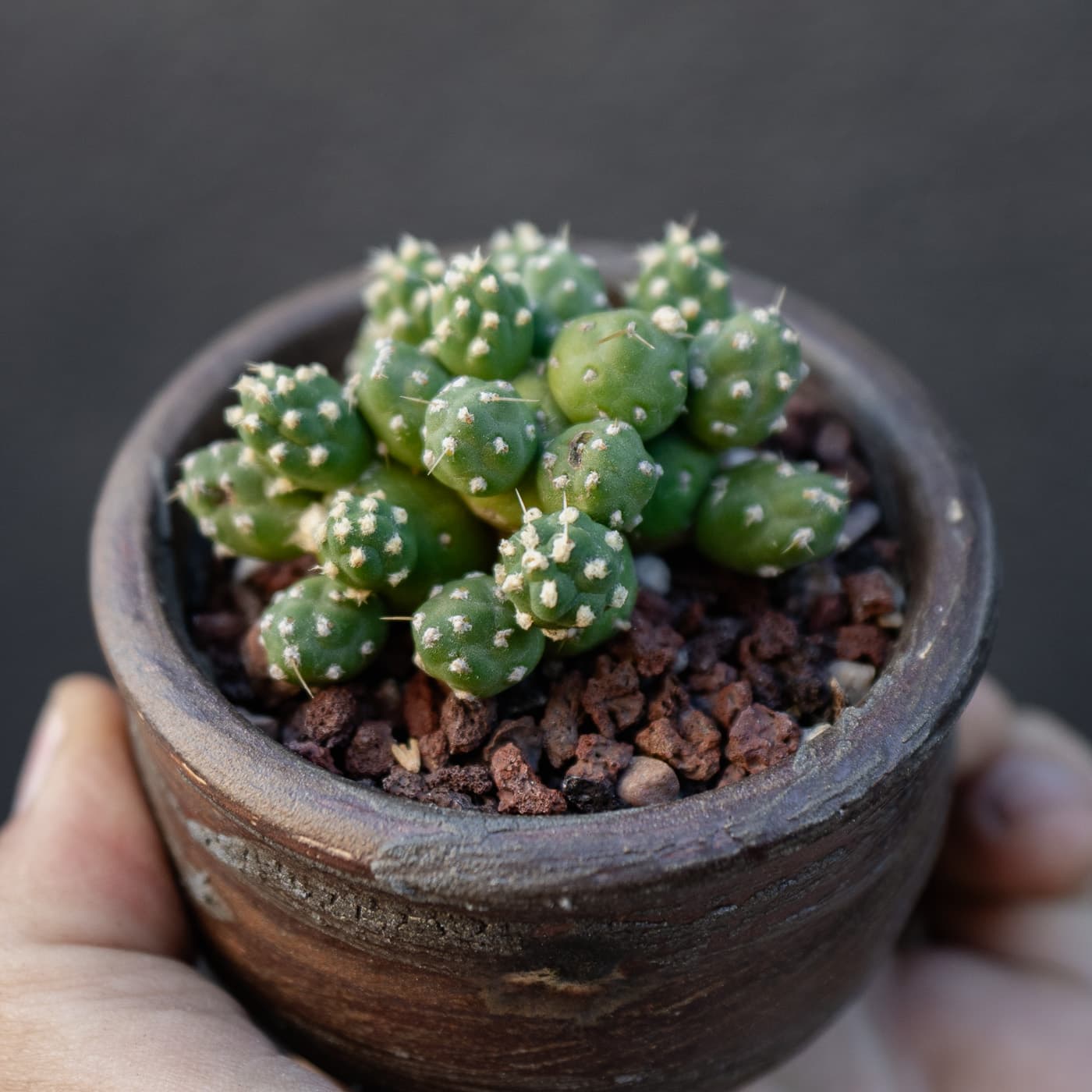 Miniature Ball Shape Cactus