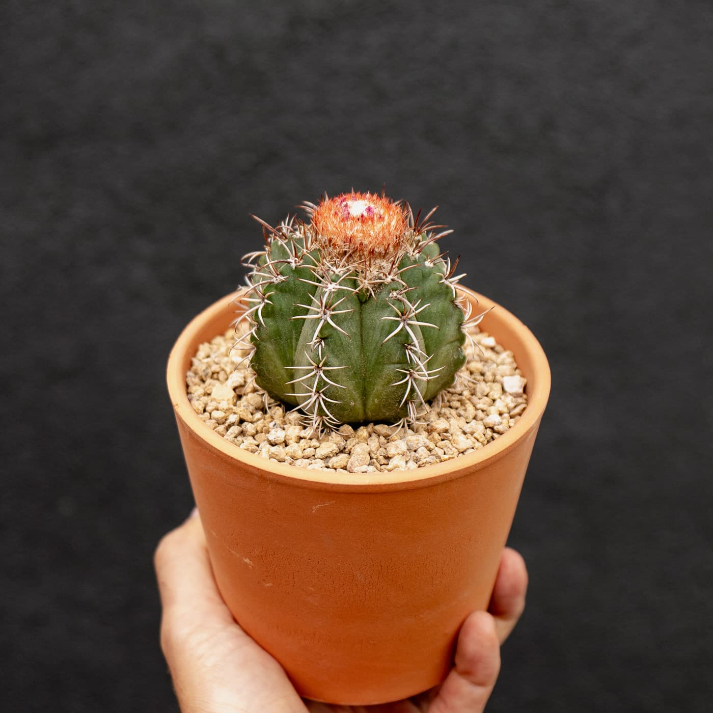 Dwarf Turk's-cap cactus