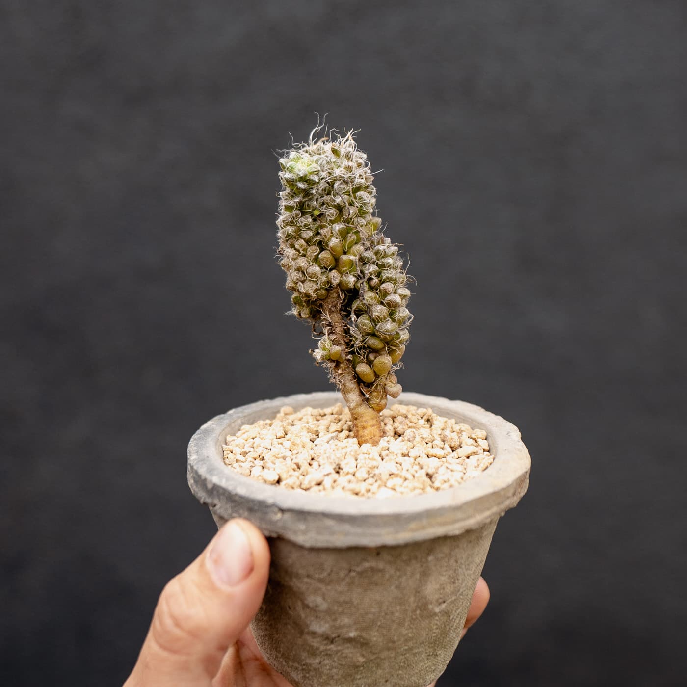 Thready Anacampseros