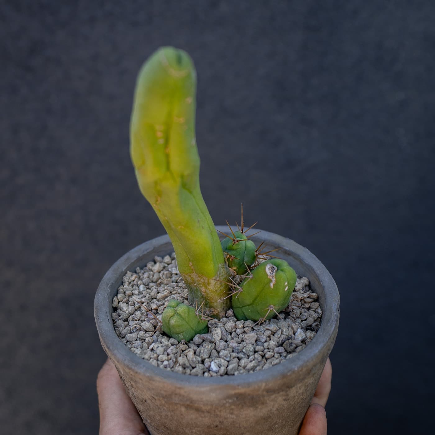 Penis Cactus