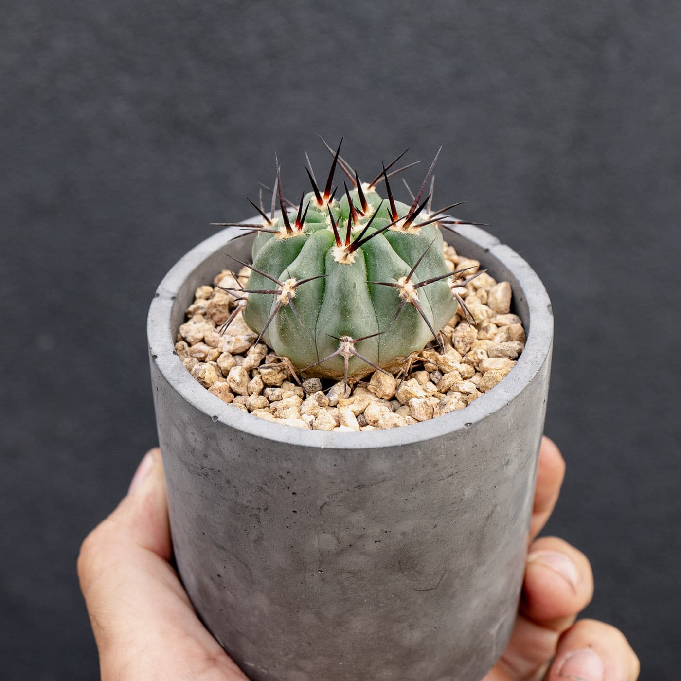 Smallest Blue Cactus