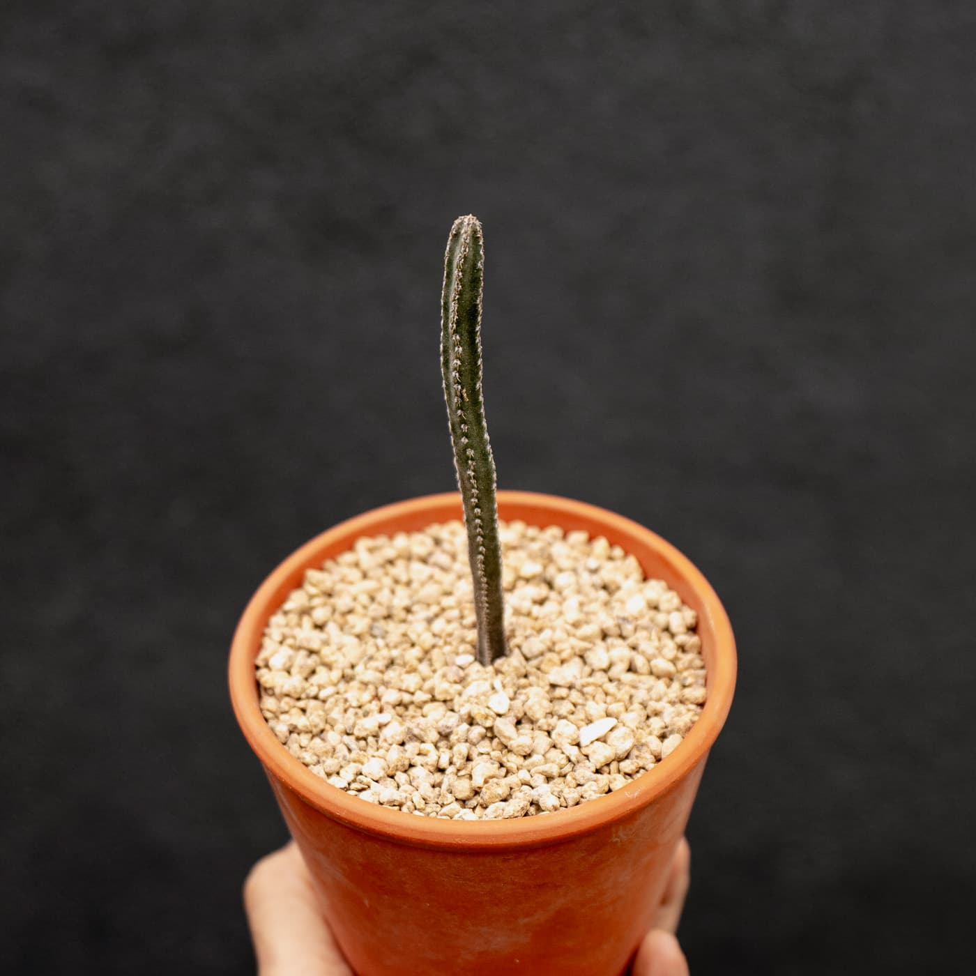 night blooming cereus, Arizona queen of the night