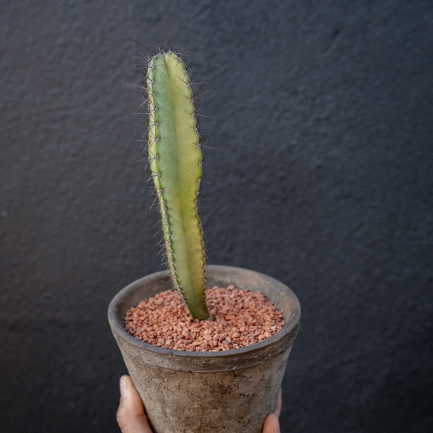 huntingtonianus x validus