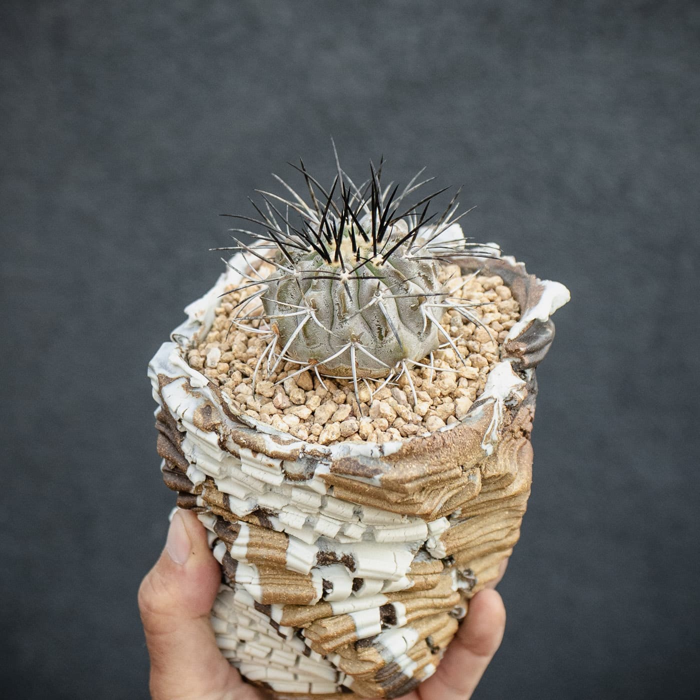 Selected image