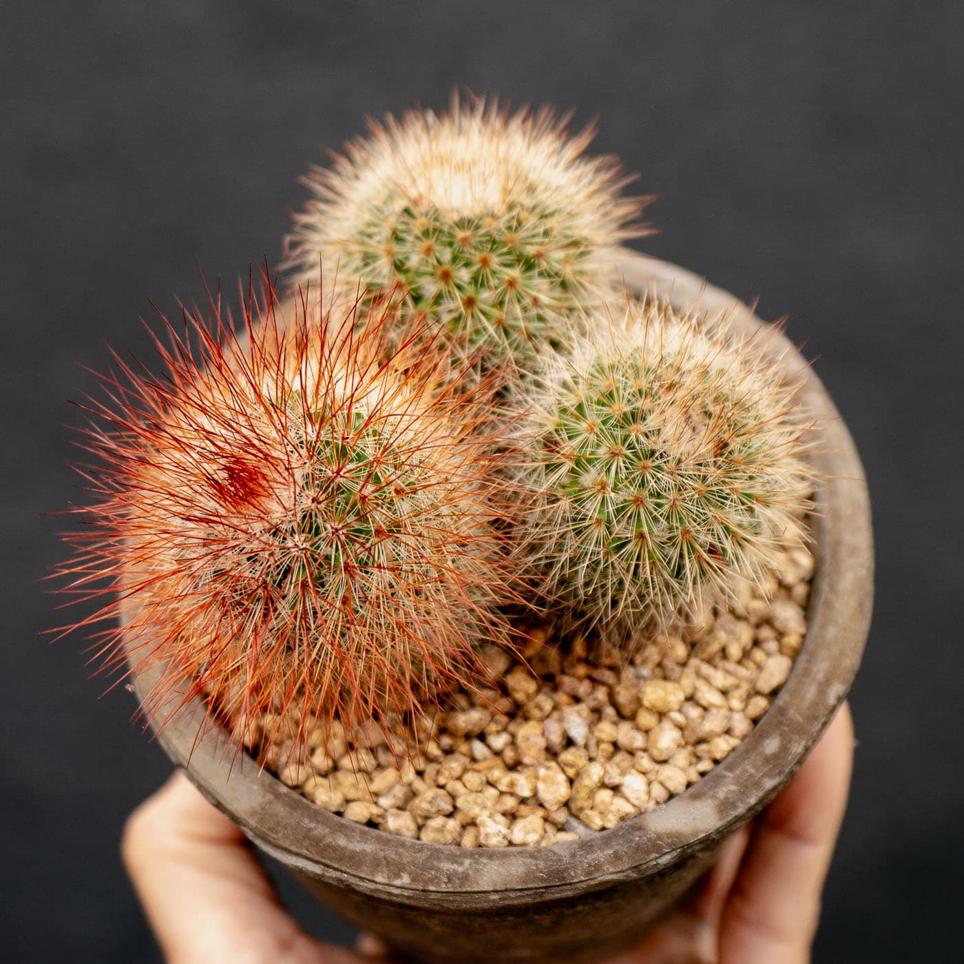 Red-headed Irishman Cactus