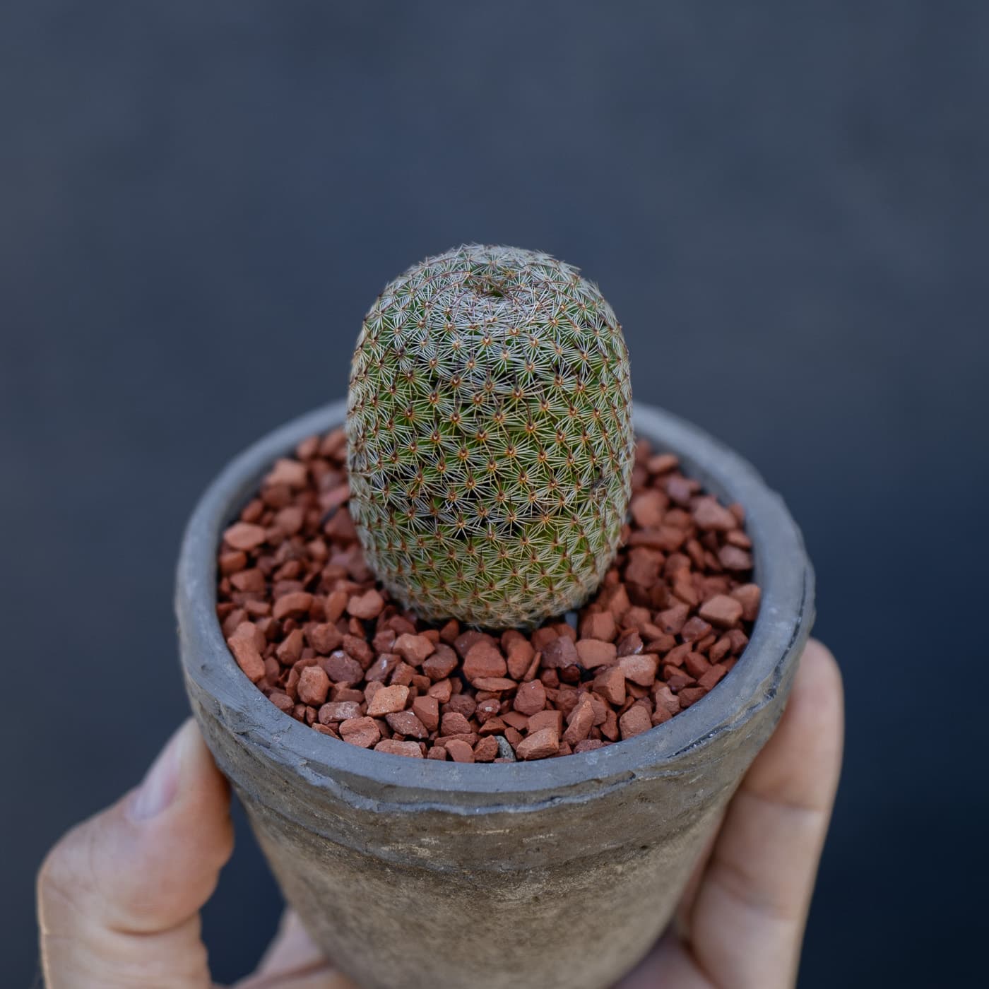 Thumb Cactus