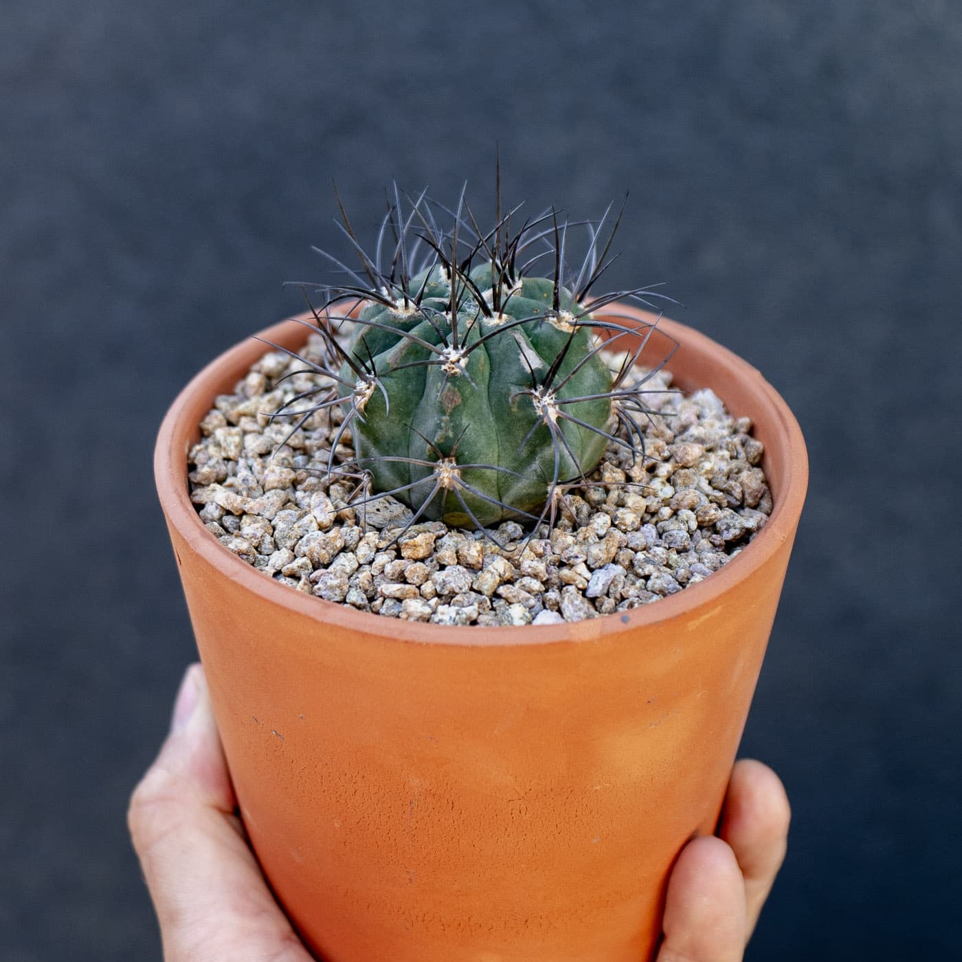 Smallest Blue Cactus