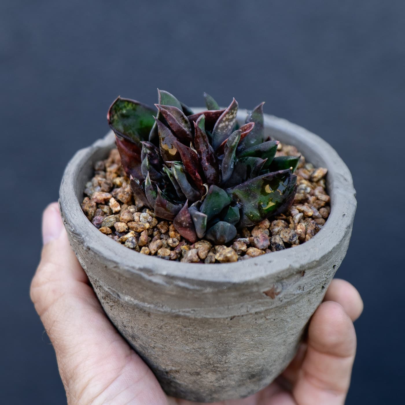 Sharkskin gasteria